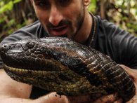 Mand forsøger at blive spist af kæmpe anakonda