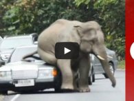 Elefant hader biler