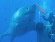 Video: Her high fiver dykker med en af de største hvidhajer nogensinde