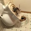 Reddit - WC-mareridt: Dette billede vil få dig til at droppe toiletbesøget senere