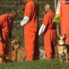 Fængselsfanger har fået lov til at have hunde i deres celler: Resultaterne er forbløffende