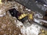 Mand forsøger at trække klam larve ud af et hul: Herefter får han en skrækindjagende overraskelse