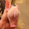 Imgur - Denne gris er født med testikler i stedet for øjne