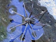 Ny edderkop art opdaget - og den kan svømme