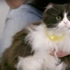 Det var kattens: Ny bizar opfindelse gør at din kat kan tale