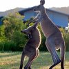 Terroristernes dummeste våben: Hoppende dynamit-kænguruer
