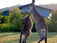 Terroristernes dummeste våben: Hoppende dynamit-kænguruer