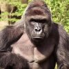Tusindvis af folk vil lave kendt skuddræbt "killer"-gorilla til en Pokémon