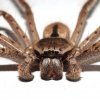 Klam video går viralt: Her forsøger gigantisk jagt-edderkop at æde en mus