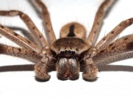 Klam video går viralt: Her forsøger gigantisk jagt-edderkop at æde en mus