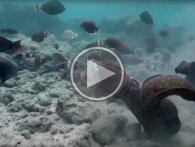 Nervepirrende kamp under vandet: Ål versus blæksprutte bliver til ål versus menneske