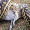 Typisk Australien: Kæmpeslange æder hel kænguru