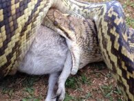 Typisk Australien: Kæmpeslange æder hel kænguru