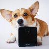 Genial gadget fodrer din hund, når du trykker på din mobiltelefon