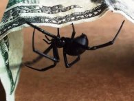 Sådan undgår du edderkopper i hjemmet