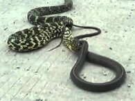 Se to kæmpe slanger i drabelig kamp, indtil den ene sluger den anden