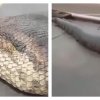 Verdens største slange er blevet opdaget, og den er klar til at give dig mareridt for evigt