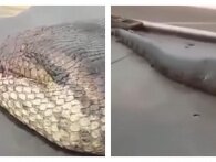 Verdens største slange er blevet opdaget, og den er klar til at give dig mareridt for evigt