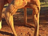 Bodybuilder-kænguruen Roger er tilbage - stærkere og større end nogensinde