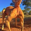 The Kangaroo Sanctuary Alice Springs / Facebook - Bodybuilder-kænguruen Roger er tilbage - stærkere og større end nogensinde