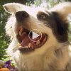 Verdens klogeste hund forstår 1.022 ord - se hvordan den kommunikerer med sin ejer