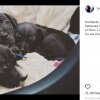 Tom Hardy Instagram - Tom Hardy hjælper efterladte hundehvalpe med at finde et nyt hjem 