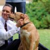 Tom Hardy hjælper efterladte hundehvalpe med at finde et nyt hjem 