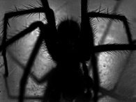 10 eksempler, hvor edderkopper har slået ihjel eller gjort stor skade