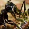 Forskere på Borneo har opdaget en ny art af myrer, som kan eksplodere