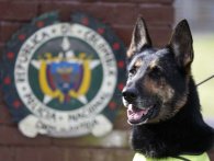 Columbiansk narkokartel har sat en heftig dusør på en narkohund