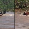 Dødskamp mellem jaguar og krokodille fanget på video