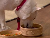 Kvinde der insisterer på, at hendes hund er vegetar, fejler fatalt i tv-indslag