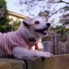 Nyt for hundeelskere: Ny serie udelukkende om hunde rammer Netflix