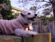 Nyt for hundeelskere: Ny serie udelukkende om hunde rammer Netflix
