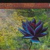 Ultrasjælden Black Lotus fra 'Magic: The Gathering' solgt for 1,1 millioner kroner