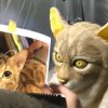 Japansk firma laver masker til dig, som er identiske med dit kæledyr 