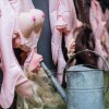 Polterabend: Ny vanvidsgoflbane byder på forhindringer lavet af sexlegetøj og sexdukker