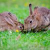 Kaniner er sexglade - og tre andre myter om dyr 