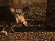 Pumbaa-livet: Vildsvin finder kokain til en værdi af 150k gemt i en skov og sniffer hele lortet