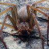 Biologer har opdaget ny edderkoppeart, hvis gift får din hud til at rådne