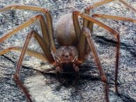 Biologer har opdaget ny edderkoppeart, hvis gift får din hud til at rådne