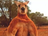 Overpumpet kænguru terroriserer igen i Australien: tæsker folk og æder deres blomster