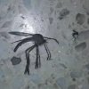  Gigantisk myg i Argentina ligner noget fra Jumanji