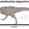 Palæontologer har fundet fossiler efter en ny type T-Rex