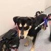 Dagens opturshistorie: Kvinde adopterer handicappede hunde, som endelig får et lykkeligt hjem