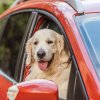 Foto: Adobe Stock - Mand anholdt efter vanvittig biljagt forklarer, at han forsøgte at lære sin hund at køre bil