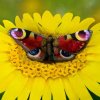 Nøgenmodel poserer som sommerfugl i hjernesmeltende optisk illusion