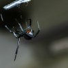 Foto: Adobe Stock - Tre brødre lod en sort enke-edderkop bide dem i håb om, at de blev superhelte