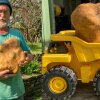 Foto: Donna Craig-Brown - Så er der dømt fritter: Verdens største kartoffel "Doug" vejer 7,9 kilo