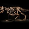 Foto: Christie's Hong Kong - Dinosaur til slyngelstuen? Nu kan du få skelettet af Shen the T-Rex 